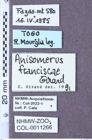 Etikett zu Anisomerus franciscae (Girard, 1971)